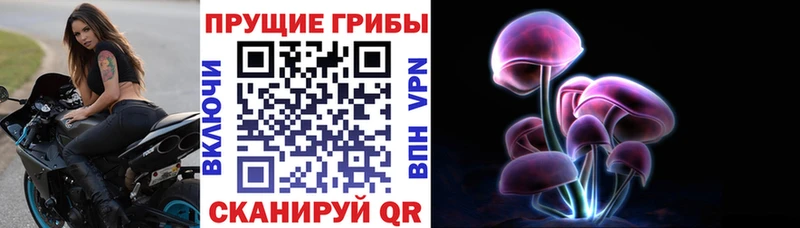 Галлюциногенные грибы Psilocybe Судак